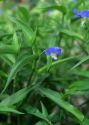 Commelina communis L attēls