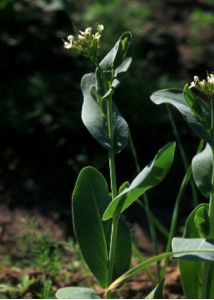 Conringia orientalis (L.) Dumort. attēls