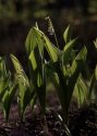 Convallaria majalis L. attēls