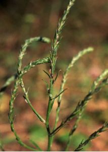 Corispermum leptopterum (Asch.) Iljin attēls