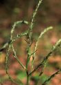 Corispermum leptopterum (Asch.) Iljin attēls