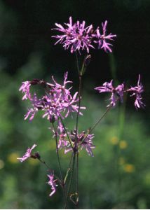 Coronaria flos-cuculi (L.) A.Braun attēls