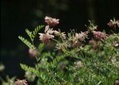 Coronilla varia L. attēls