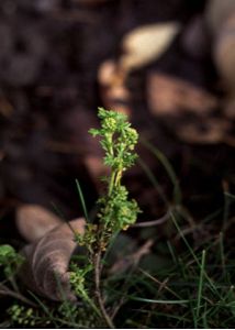 Coronopus didymus (L.) Sm. attēls