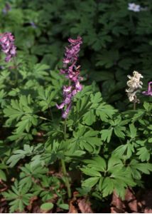 Corydalis cava (L.) Schweigg. et Körte attēls