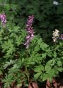 Corydalis cava (L.) Schweigg. et Körte attēls