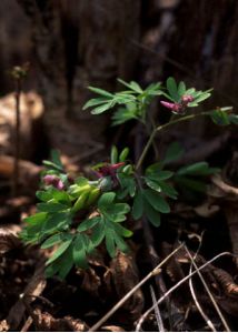 Corydalis intermedia (L.) Mérat attēls