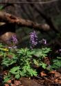 Corydalis solida (L.) Clairv. attēls