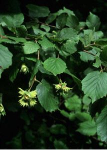 Corylus avellana L. attēls