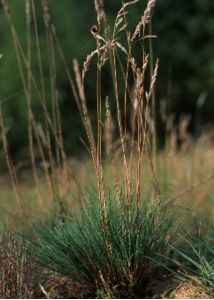 Corynephorus canescens (L.) P.Beauv. attēls