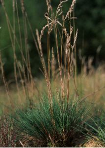 Corynephorus canescens (L.) P.Beauv. attēls