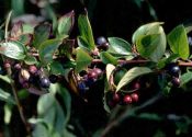 Cotoneaster lucidus Schltdl. attēls