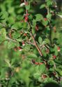 Cotoneaster niger (Wahlb.) Fr. attēls