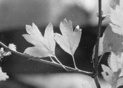 Crataegus plagiosepala Pojark. attēls