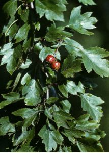 Crataegus rhipidophylla Gand. attēls