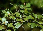 Crataegus x curonica Cinovskis attēls