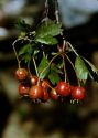 Crataegus x dunensis Cinovskis attēls