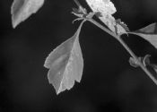 Crataegus x uhrovae Soó attēls