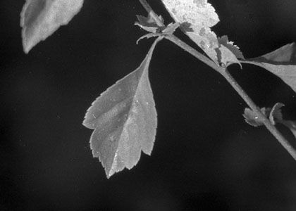 Crataegus x uhrovae Soó attēls