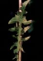 Crepis biennis L. attēls