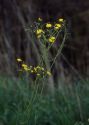 Crepis mollis (Jacq.) Asch. attēls