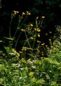 Crepis paludosa (L.) Moench attēls
