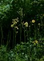 Crepis praemorsa (L.) Tausch attēls