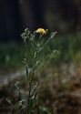 Crepis tectorum L. attēls