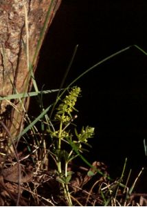 Cruciata glabra (L.) Ehrend. attēls