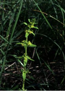 Cruciata laevipes Opiz attēls