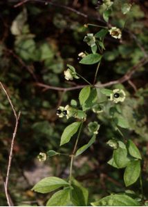 Cucubalus baccifer L. attēls