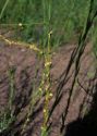 Cuscuta epilinum Weihe attēls