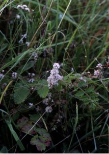 Cuscuta epithymum (L.) L. attēls