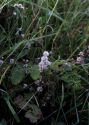 Cuscuta epithymum (L.) L. attēls