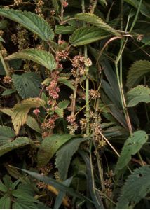 Cuscuta europaea L. attēls