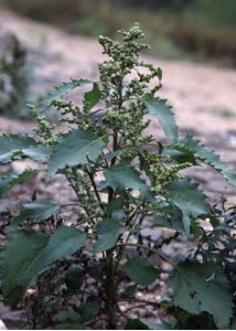 Cyclachaena xanthiifolia (Nutt.) Fresen. attēls