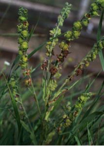 Cynoglossum officinale L. attēls