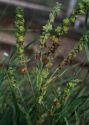 Cynoglossum officinale L. attēls