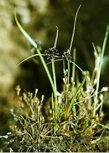 Cyperus fuscus L. attēls