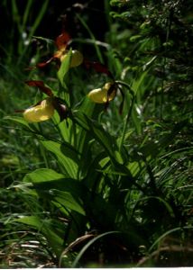 Cypripedium calceolus L. attēls