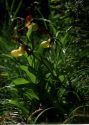 Cypripedium calceolus L. attēls