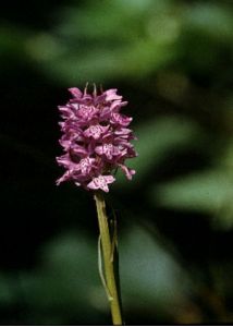 Dactylorhiza baltica (Klinge) N.I.Orlova attēls