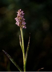 Dactylorhiza cruenta (O.F.Müll.) Soó attēls