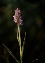 Dactylorhiza cruenta (O.F.Müll.) Soó attēls