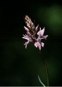 Dactylorhiza fuchsii (Druce) Soó attēls