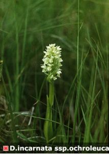 Dactylorhiza incarnata (L.) Soó attēls