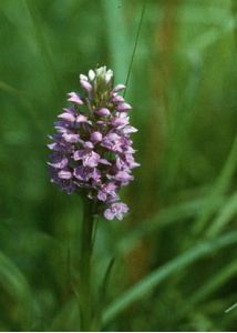 Dactylorhiza maculata (L.) Soó attēls