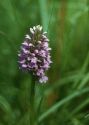 Dactylorhiza maculata (L.) Soó attēls