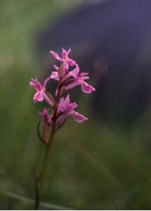 Dactylorhiza russowii (Klinge) Holub attēls