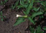 Datura stramonium L. attēls